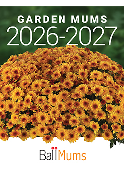 2026-2027 Garden Mums