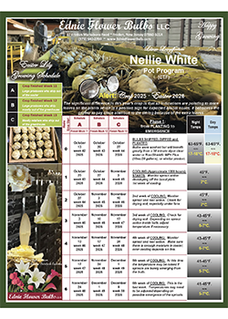 Growing Schedule Pot Program (CTF) Nellie White Lily