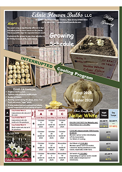 Growing Schedule Interrupted Cooled Nellie White Lily