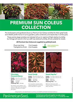 PanAmerican Seed<br>Coleus
