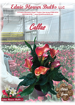 Callas Ednie Flower Bulbs