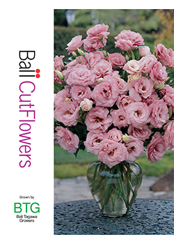 Ball Cut Flowers  grown by Ball Tagawa