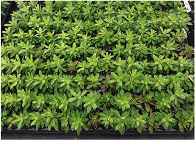 Managing Root-Zone Temps Post-Stick