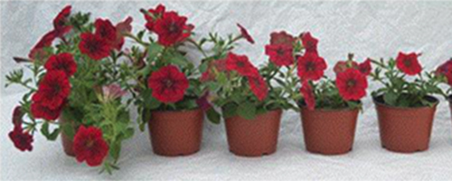 PGR Liner Dips — Consider the Benefits