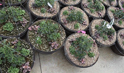 Dial Back and Dial In Your Water and Mist