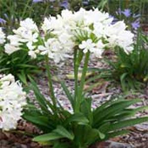 Agapanthus Snowball