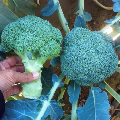 Broccoli on stems in the garden