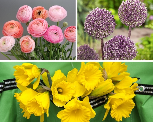 Various flower blooms