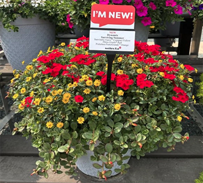 Red and yellow flowers in an outdoor container