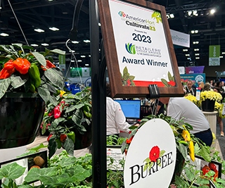 Vegetable plant with an award plaque