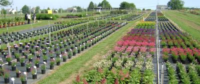 Outdoor garden with rows of plants