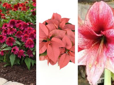 Echinacea photo next to a cinnamon poinsettia, next to an amaryllis flower