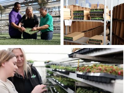 People in a greenhouse and plants ready to ship