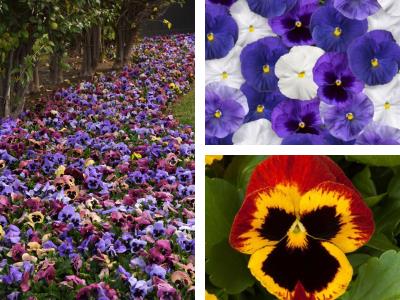 Purple, Blue, Orange and Yellow Pansies