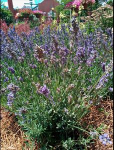 Upright lavender plant with purple flowers