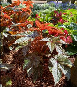 Various colorful foliage plants