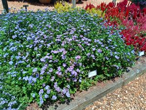 Plants with purple blooms among green foliage in the landscape