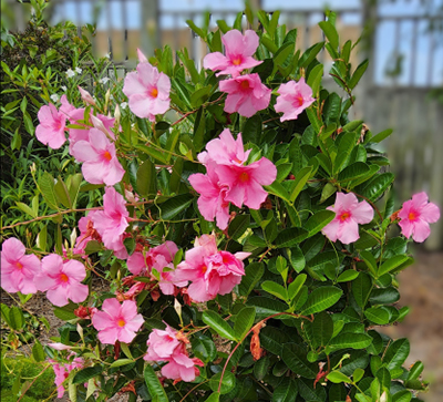 Vining green foliage with big pink blooms