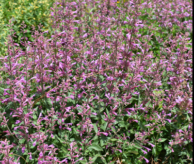 Tall flowers with pinkish purple blooms