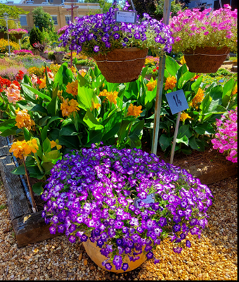 Hanging baskets with bright purple flowers surrounded by other colorful blooms