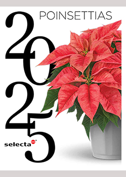 2025<br>Selecta One Poinsettia