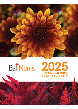 2025 NEW Garden Mums & Fall Favorites