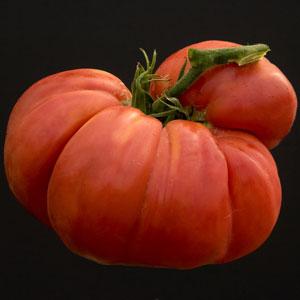 Big Zac Heirloom Tomato - Bloom