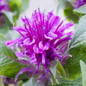 Monarda Purple Lace - Bloom