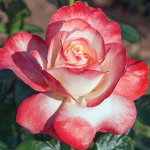 Hybrid Tea Rose Mercury Rising™