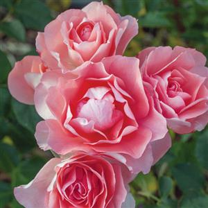 Floribunda Rose Passionate Kisses