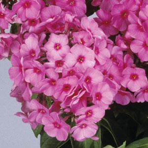 Phlox paniculata Flame™ Pink