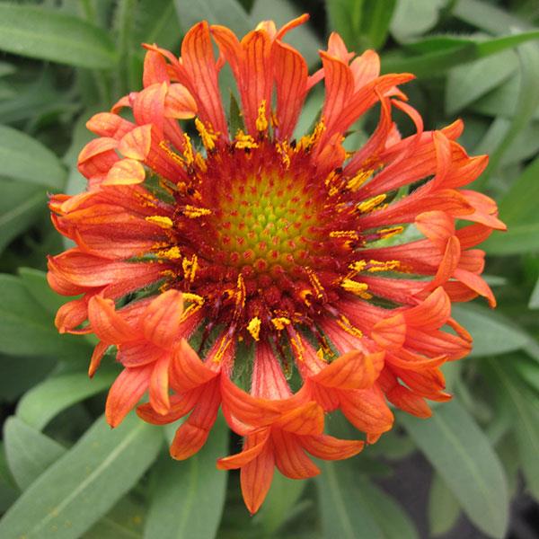 Fanfare blaze blanket flower new arrivals