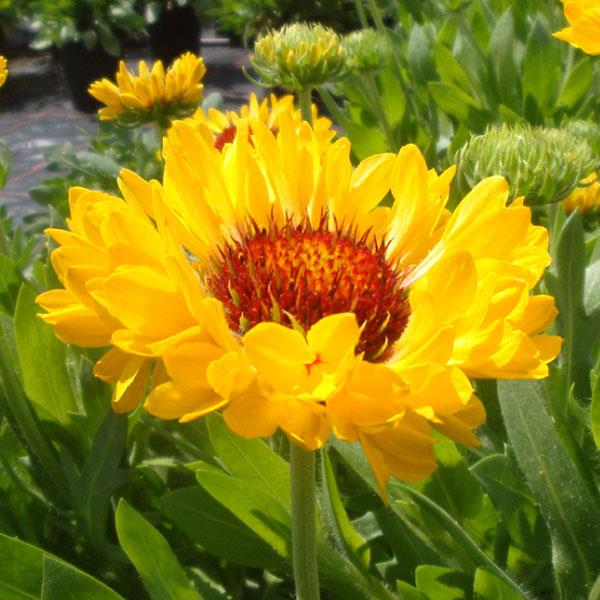 Gaillardia discount grandiflora fanfare