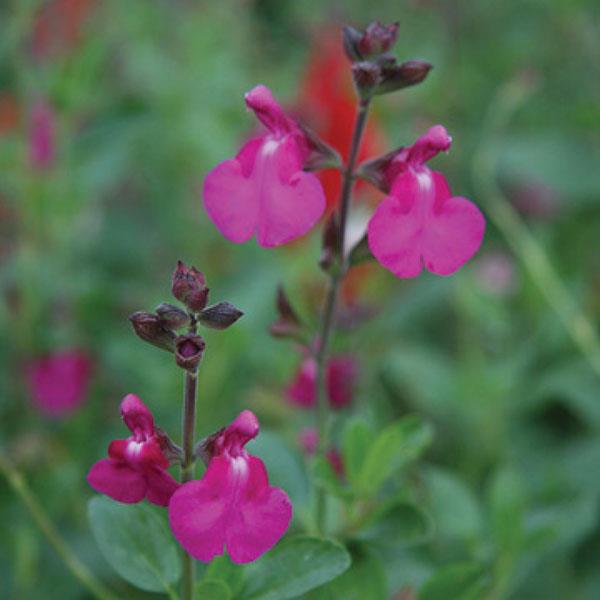 Salvia greggii Suncrest Orchid Glow