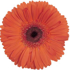 Festival Orange with Eye Gerbera - Bloom