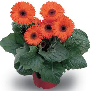 Festival Orange with Eye Gerbera - Container