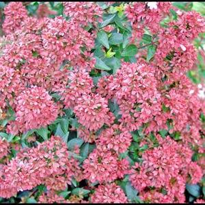 Raspberry Profusion Abelia - Bloom