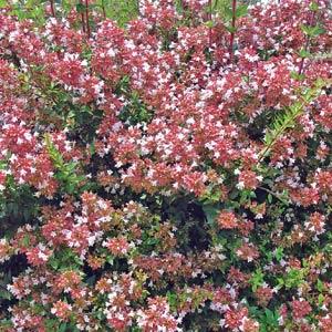 Raspberry Profusion Abelia - Landscape