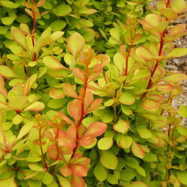 Berberis thunbergii Orange Torch