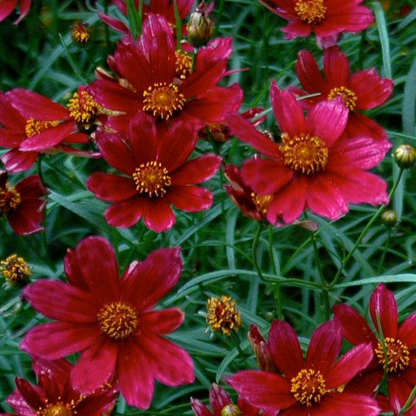 Coreopsis Cruizin' Main Street