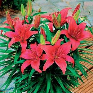 Lily Asiatic Black Bird - Bloom