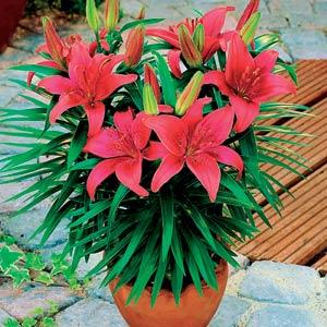 Lily Asiatic Black Bird - Container