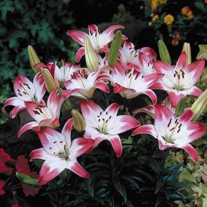 Lily Asiatic Lollypop - Garden