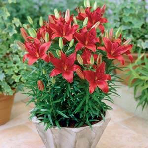 Lily Asiatic Partner - Container