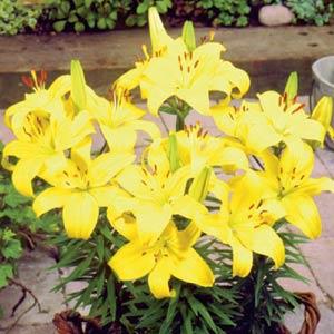 Lily Asiatic Pixie Bright - Bloom