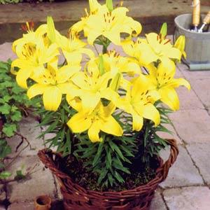 Lily Asiatic Pixie Bright - Container