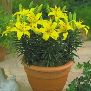 Lily Asiatic Pixie Butter - Container