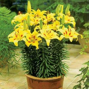 Lily Asiatic Pixie Painted - Container