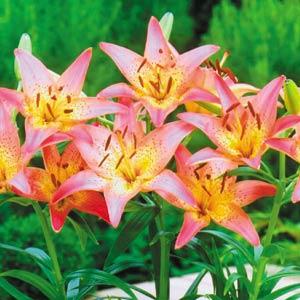 Lily Asiatic Pixie Pink - Bloom