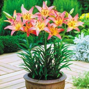 Lily Asiatic Pixie Pink - Container